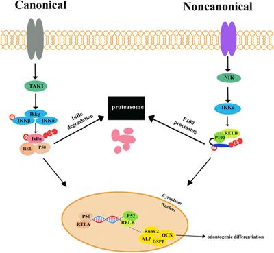 Effects of different signaling pathways on odontogenic differentiation of dental pulp stem cells: a review